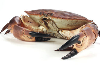 Buey de mar congelado Distribuidor mariscos congelados Málaga