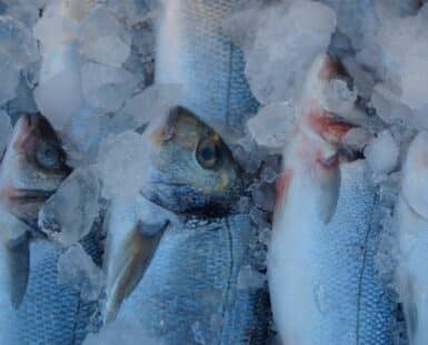 ventajas de tener pescado ultracongelado en tu restaurante